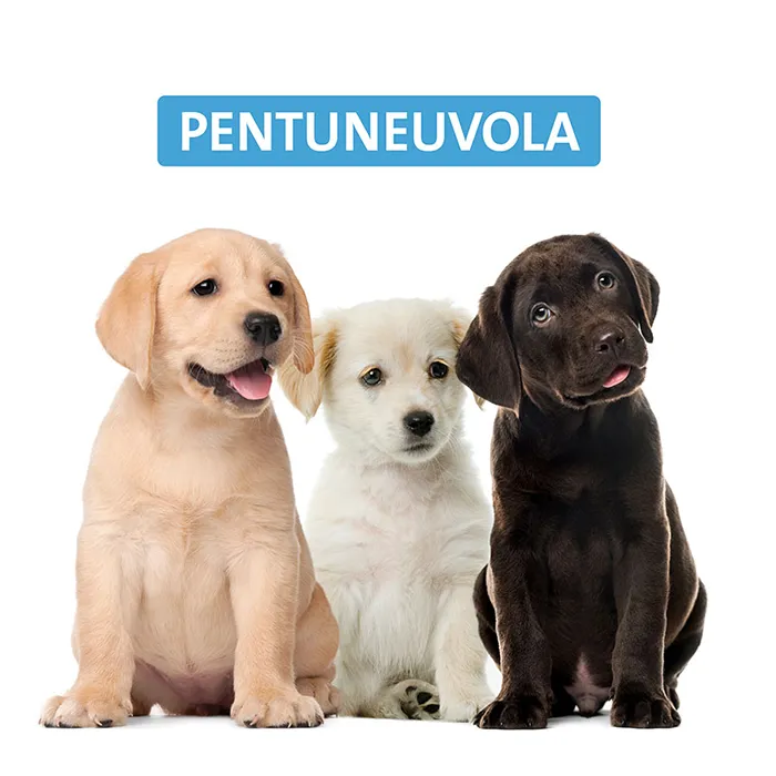 kolme koiranpentua istuu