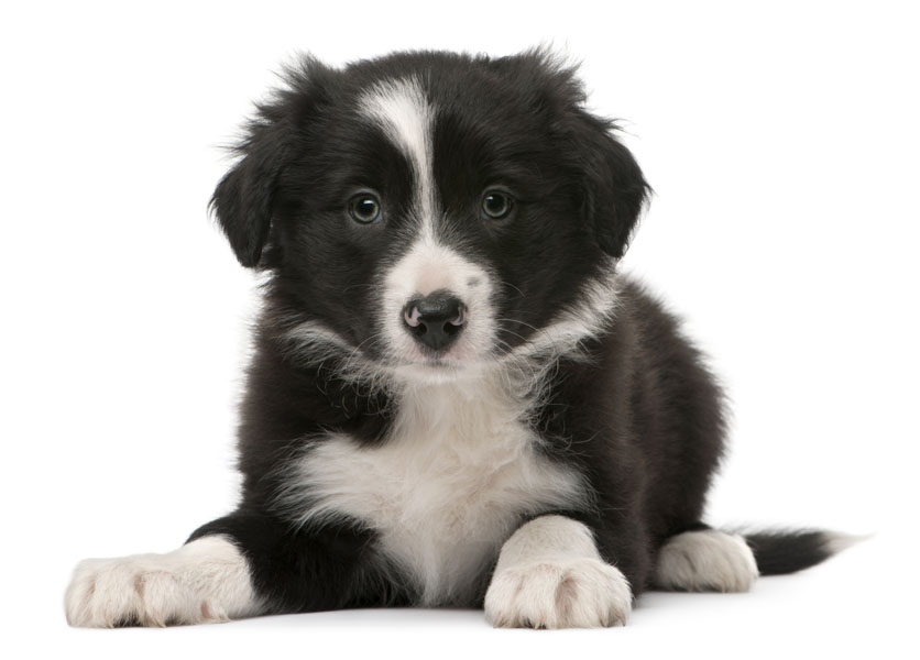 Mustavalkoinen koiranpentu.