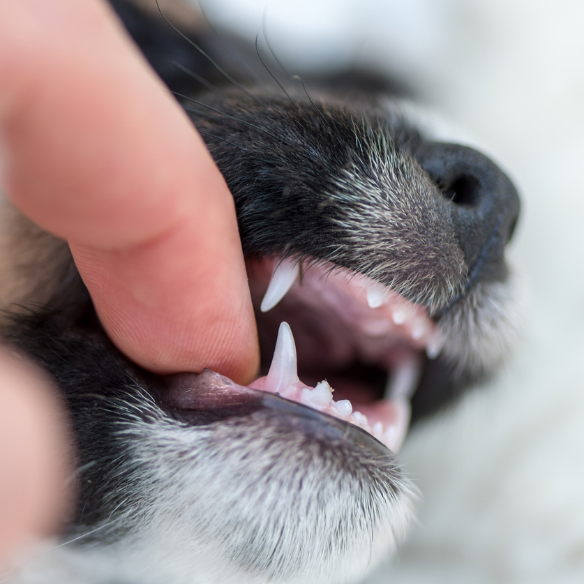 Koiranpennun hampaat