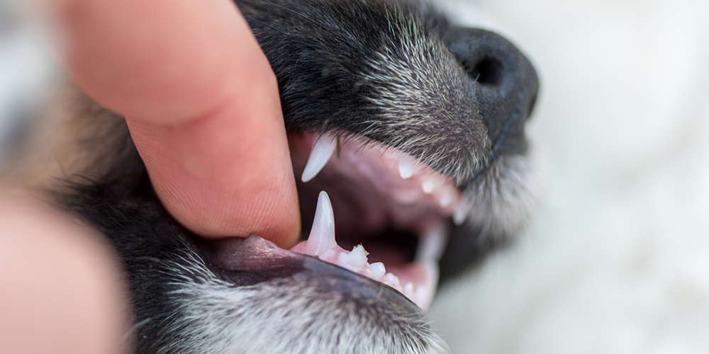 Koiranpennun hampaat.