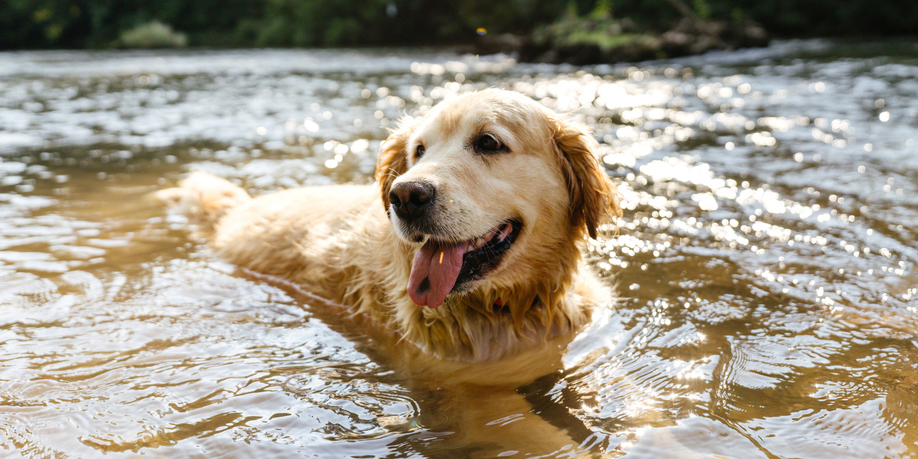 Koira uimassa